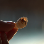 Hermit crab